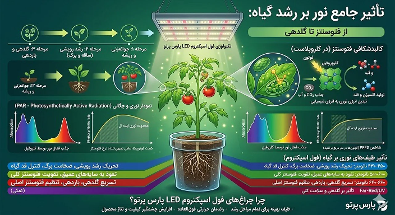 تأثیر نور بر رشد گیاه چیست؟ بررسی نقش نور در فتوسنتز