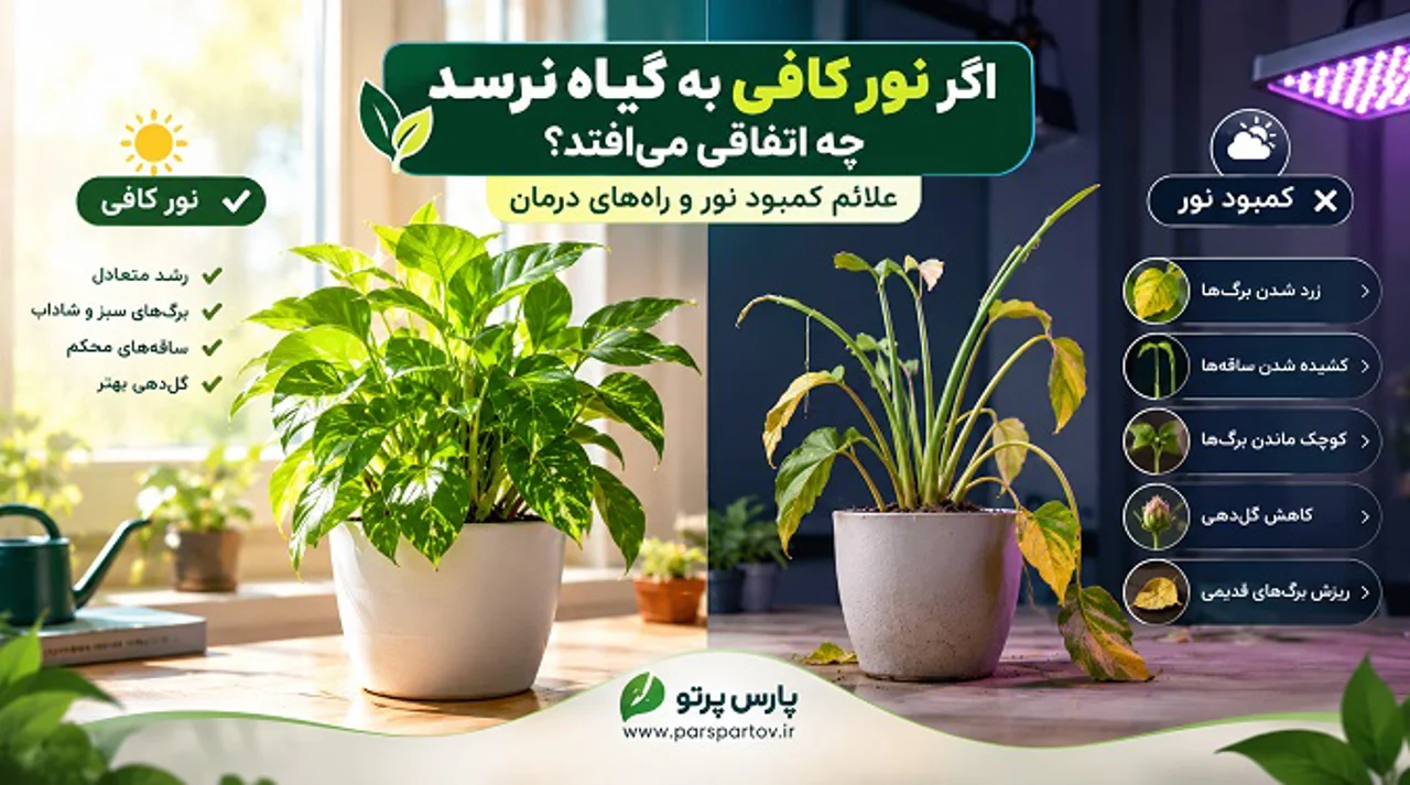 اگر نور کافی به گیاه نرسد چه اتفاقی میافتد؟