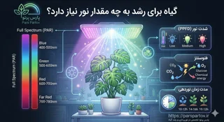 گیاه برای رشد به چه مقدار نور نیاز دارد؟